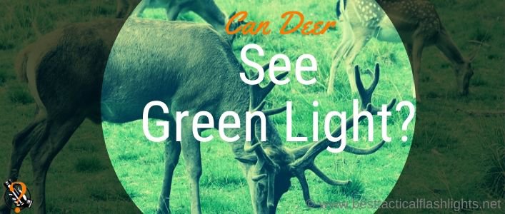 Can deer see green lights